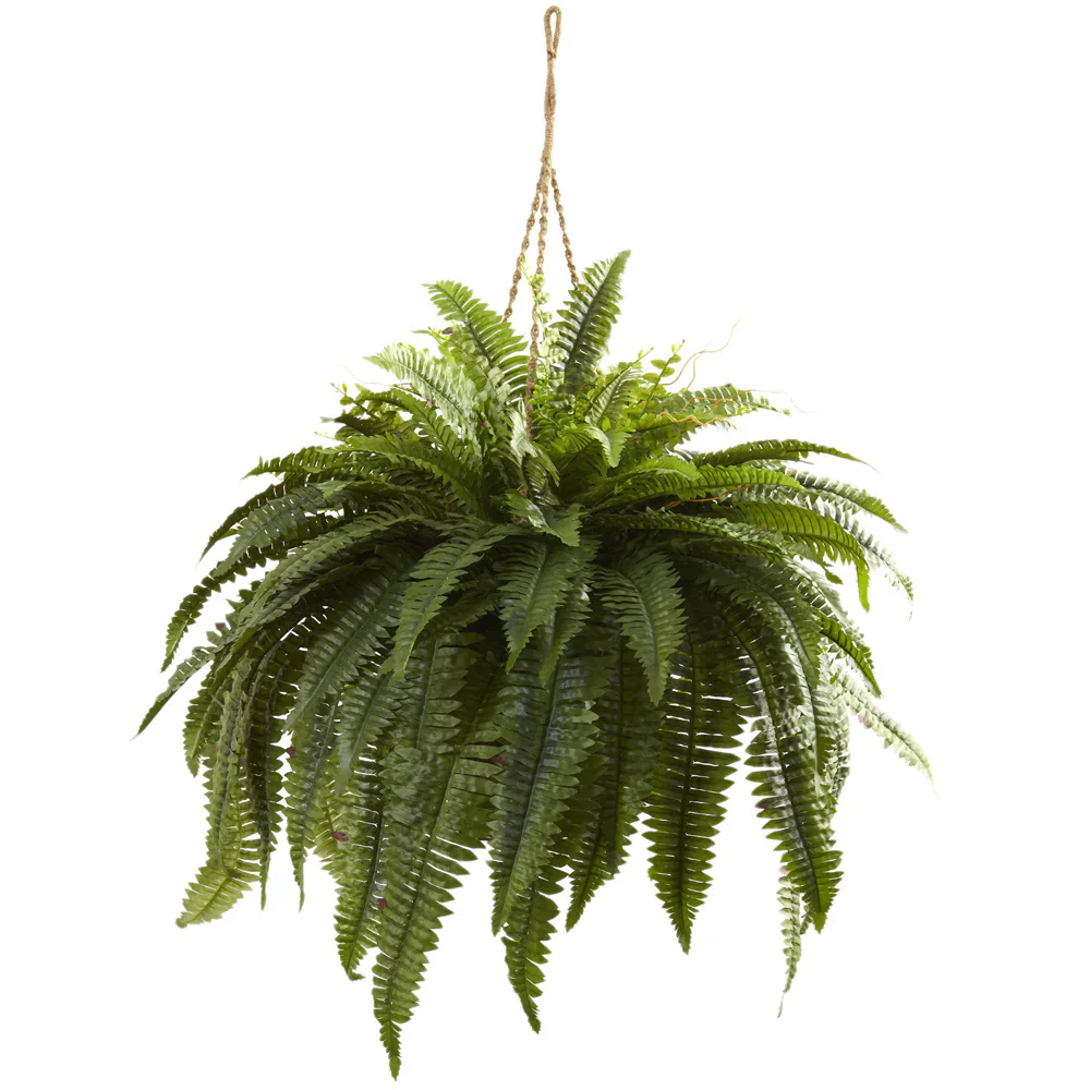 Double Giant Boston Fern Hanging Basket - Green - Green 1 Double Giant Boston Fern Hanging Basket - Green - Green