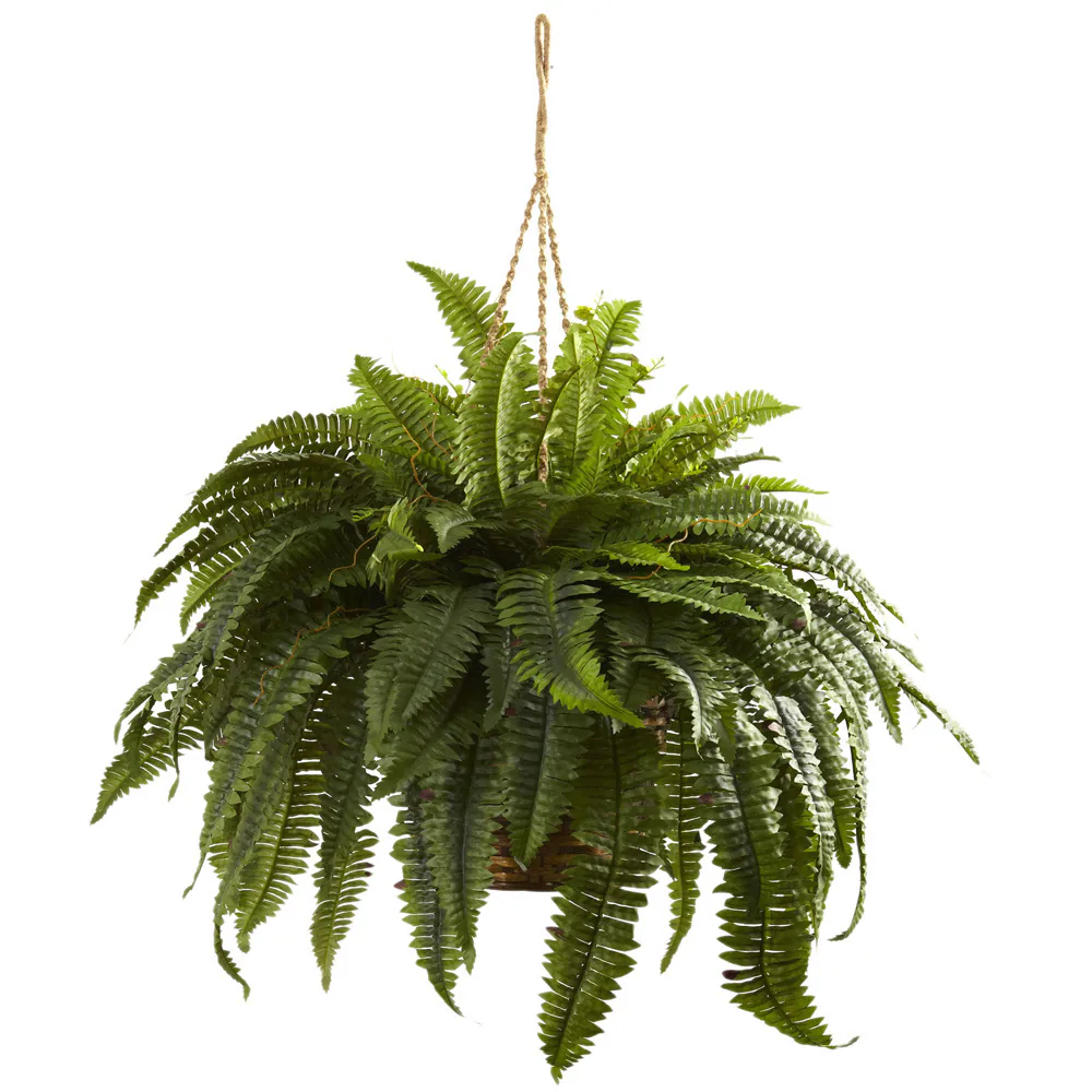 Double Giant Boston Fern Hanging Basket - Green - Green 2 Double Giant Boston Fern Hanging Basket - Green - Green