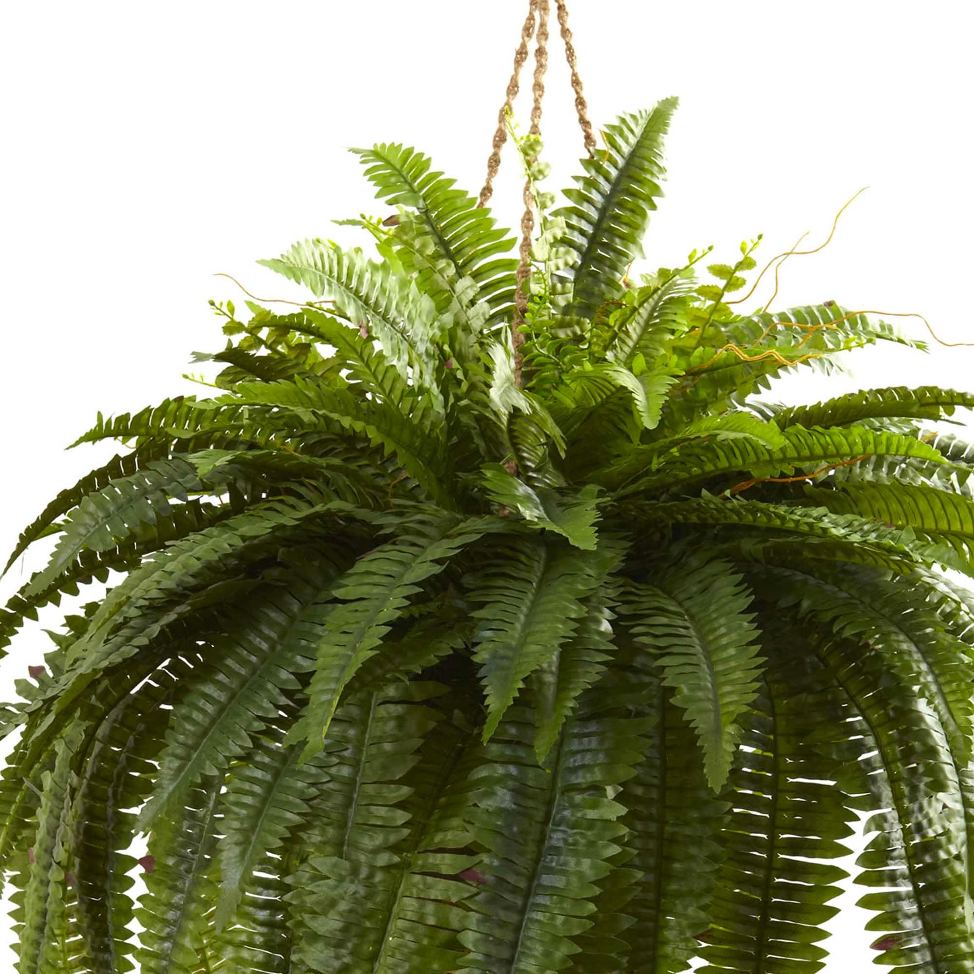 Double Giant Boston Fern Hanging Basket - Green - Green 3 Double Giant Boston Fern Hanging Basket - Green - Green