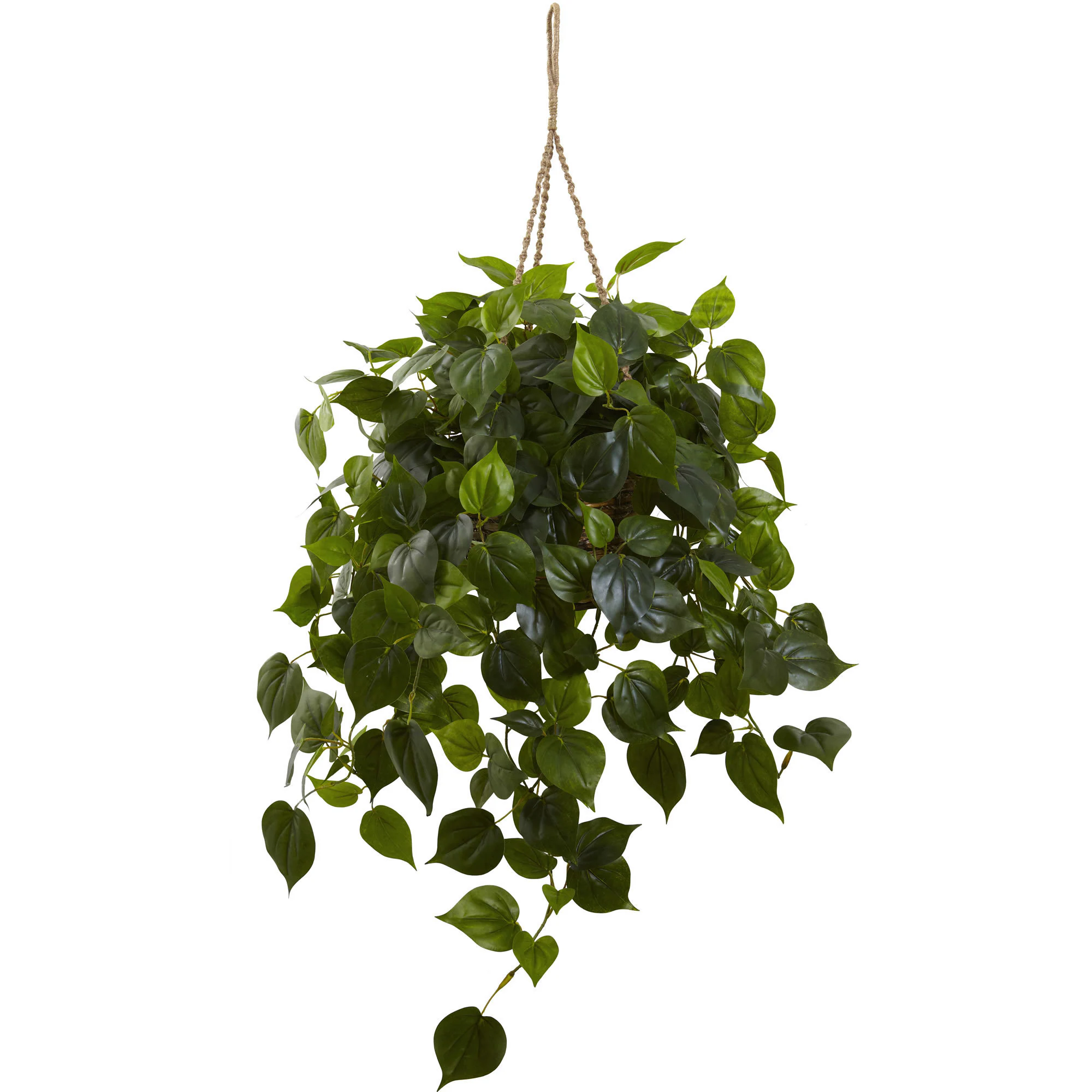Philodendron Hanging Basket UV Resistant (Indoor/ Outdoor) - Philodendron Hanging Basket UV Resistant 1 Philodendron Hanging Basket UV Resistant (Indoor/ Outdoor) - Philodendron Hanging Basket UV Resistant